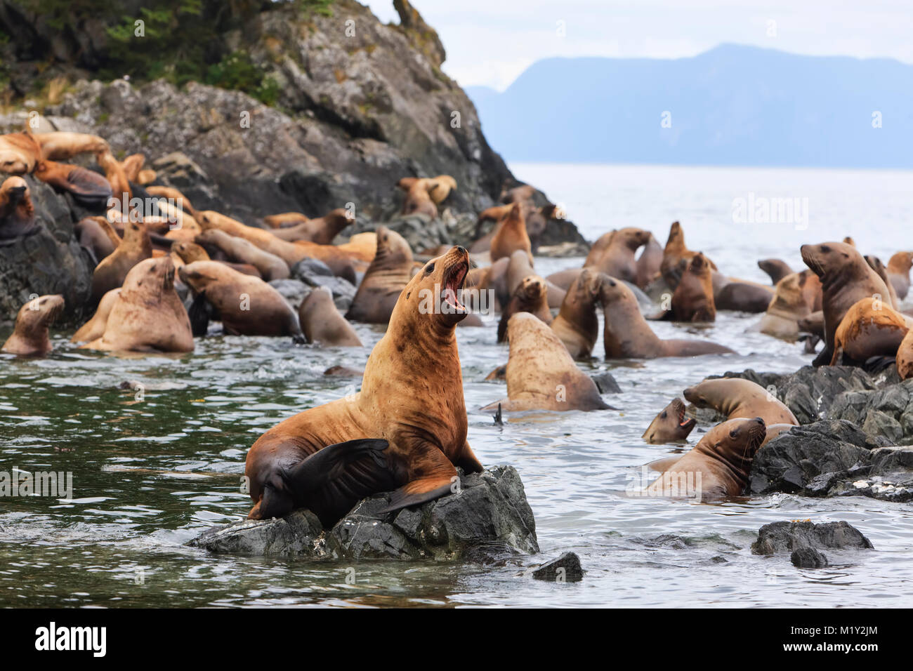 Steller Sea Lions resting in a rookery on Sail Island in Frederick