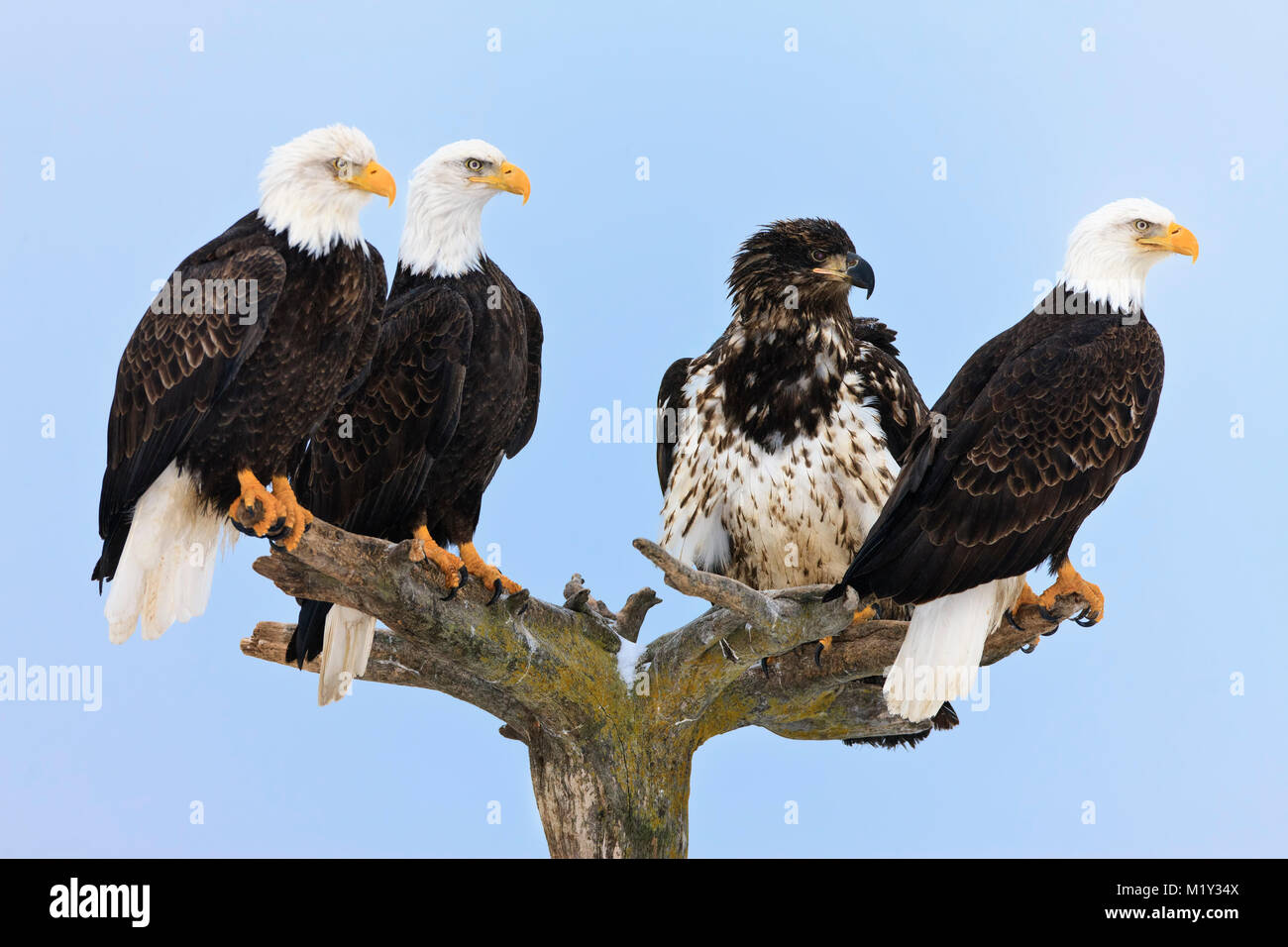 Four Bald Eagles perched on tree awaiting feeding on the shore of Kachemak Bay, Homer Spit, in Homer, Alaska. Stock Photo