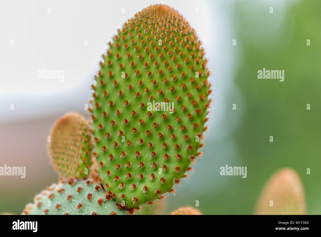 This prickly pear cactus looks fresh Stock Photo