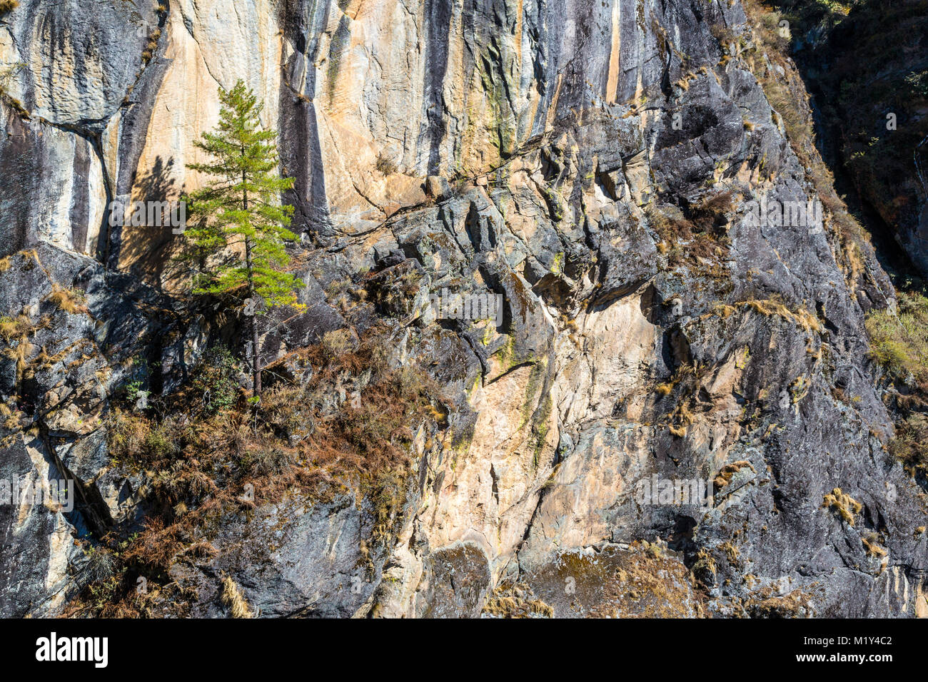 Paro, Bhutan.  Precarious Existence.  Tree Growing on Outcropping of Cliff face, near the Tiger's Nest Monastery. Stock Photo