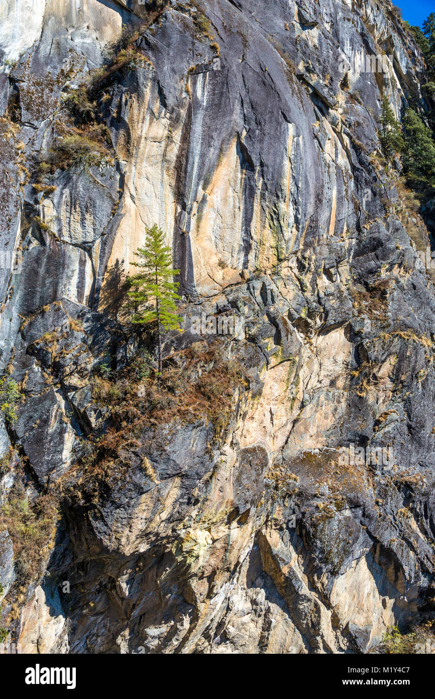 Paro, Bhutan.  Precarious Existence.  Tree Growing on Outcropping of Cliff face, near the Tiger's Nest Monastery. Stock Photo