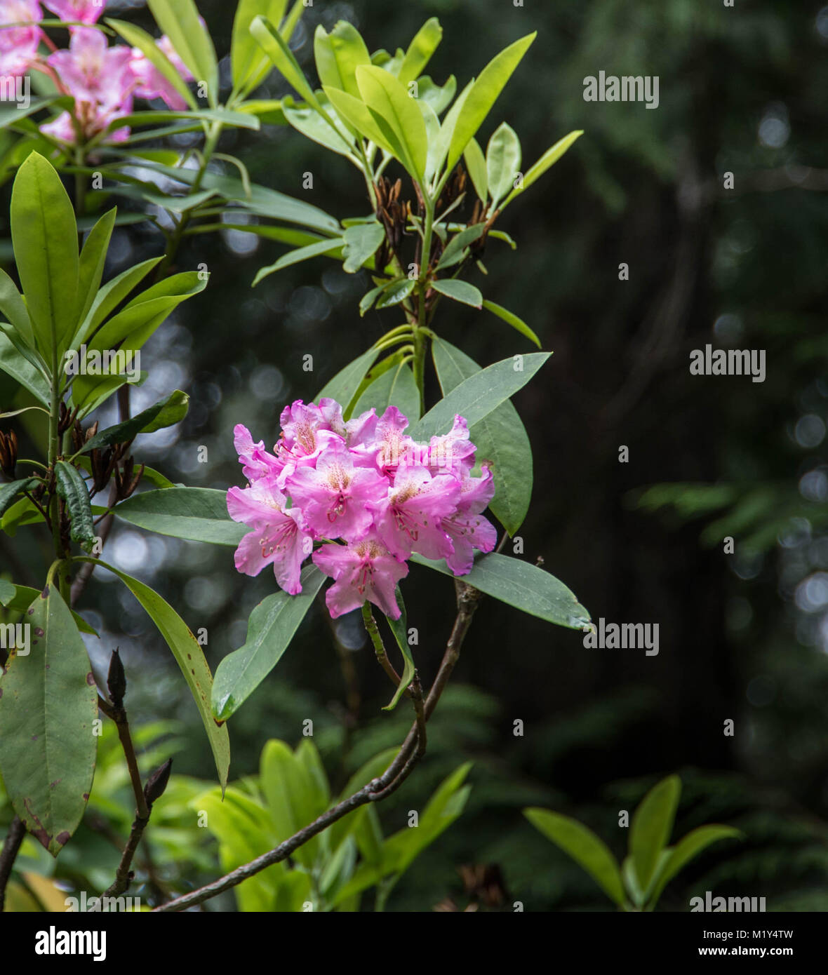 Wild rhododendron bloom in an oldgrowth forest in Oregon Stock Photo