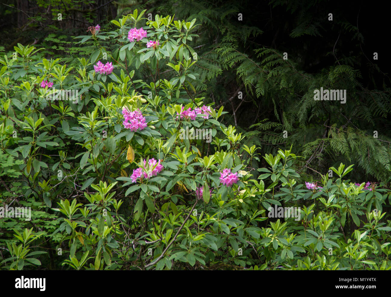 Wild rhododendrons in bloom in an oldgrowth forest in Oregon Stock
