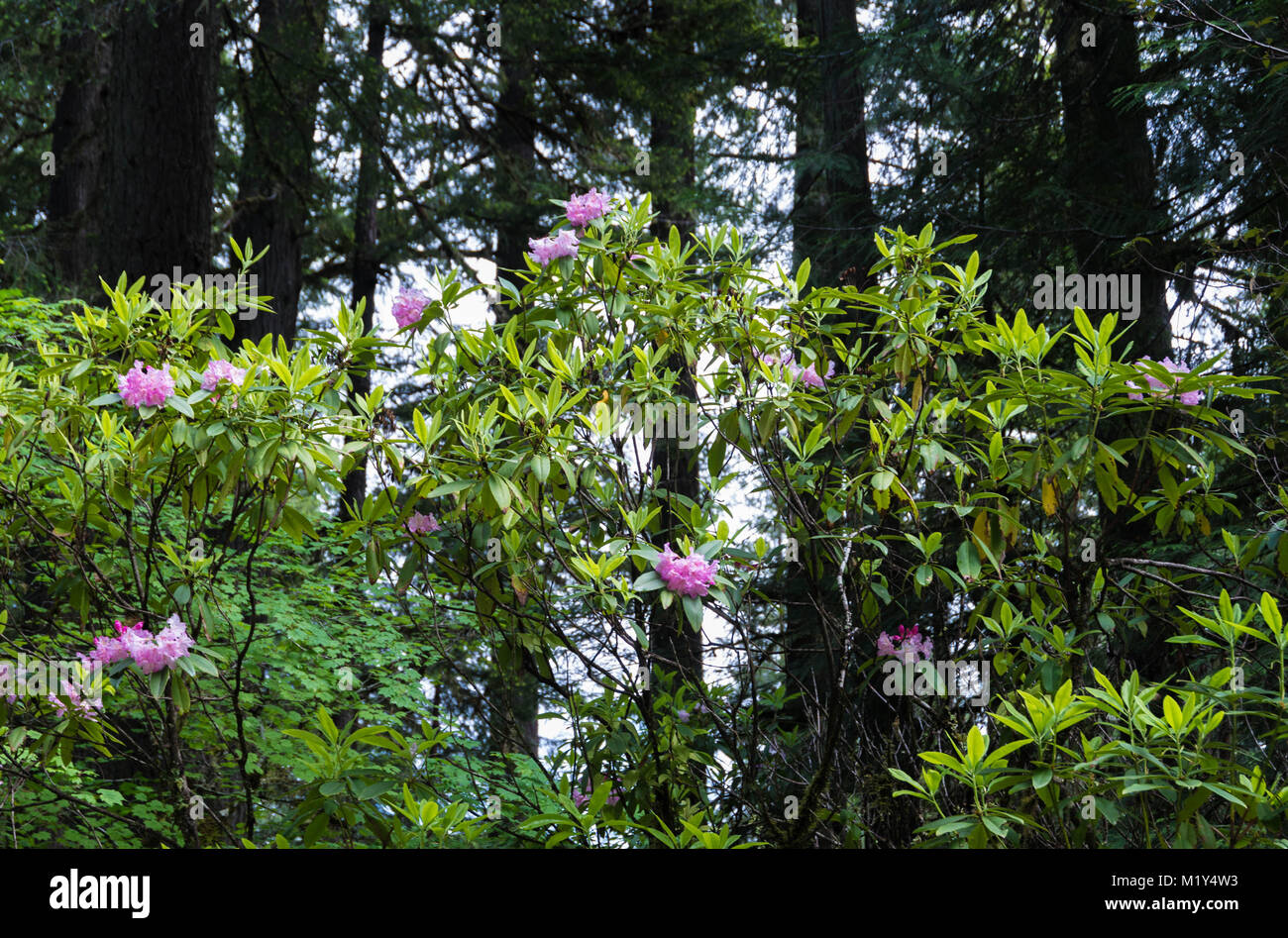 Wild rhododendrons in bloom in an oldgrowth forest in Oregon Stock