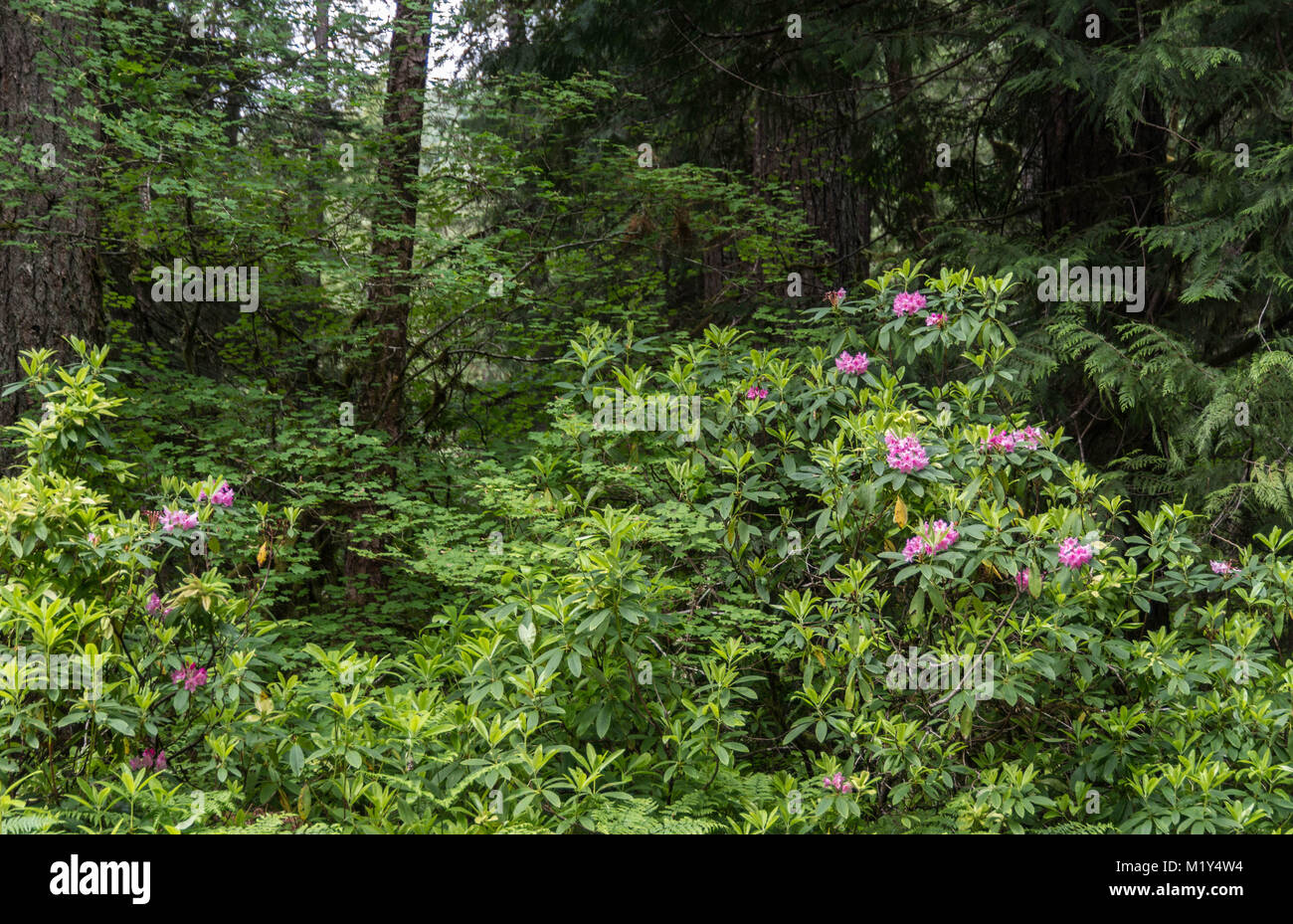 Oregon Native Rhododendron Pink rhododendron blooms in an old growth forest in Oregon Stock Photo ...