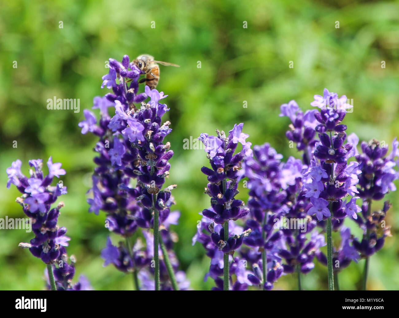 lavender Flower  and  bee Stock Photo