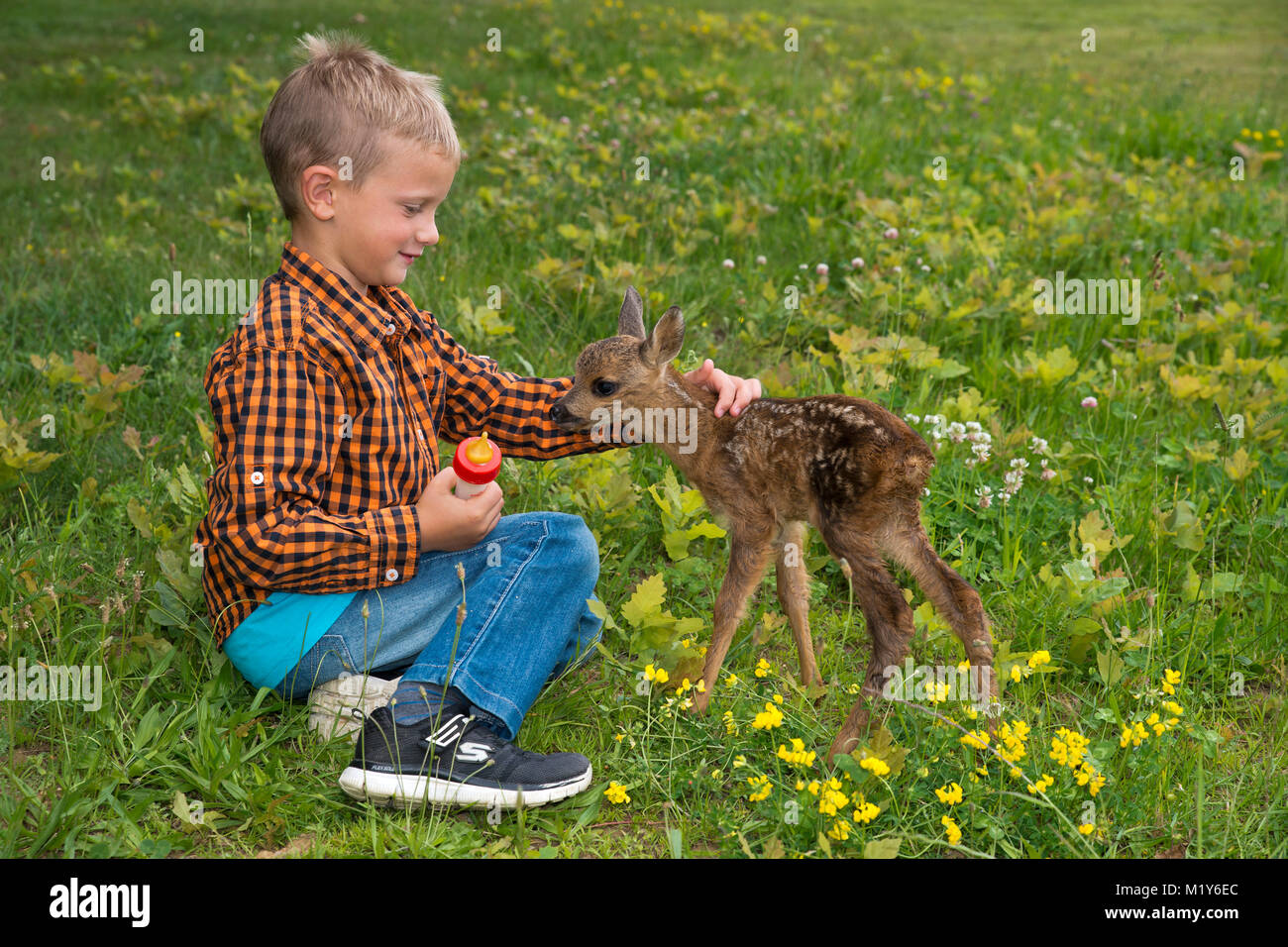 Hand rearing, boy sits with a tame fawn in a meadow, Styria, Austria Stock Photo