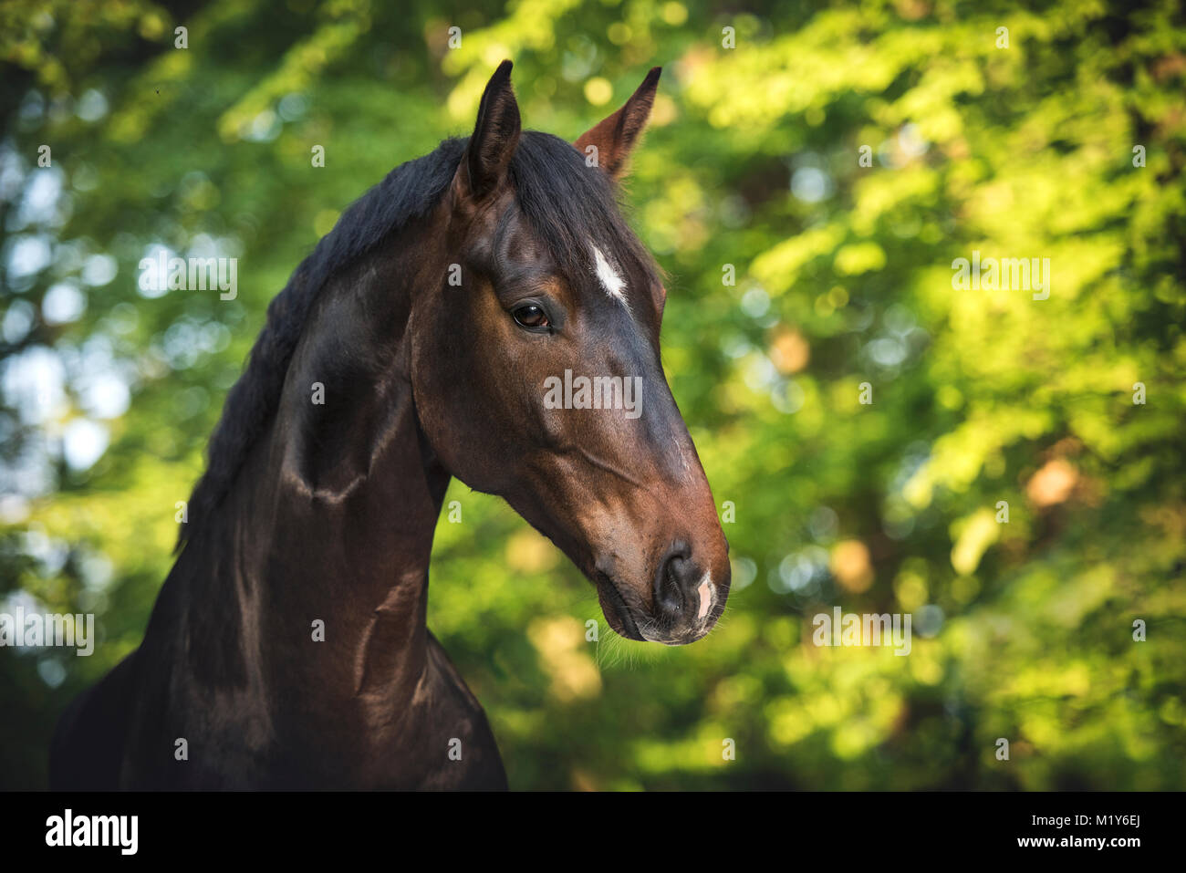 Sports horse (Equus), animal portrait in front of Blätter-Hintergrund, Switzerland Stock Photo