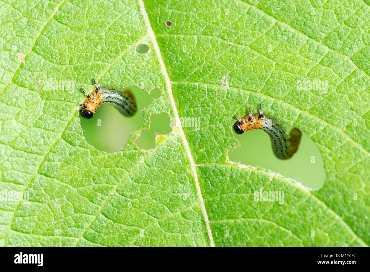 Caterpillars of Willow sawfly (Nematus salicis), eating leaves of a Willow (leaf), Lower Saxony, Germany Stock Photo