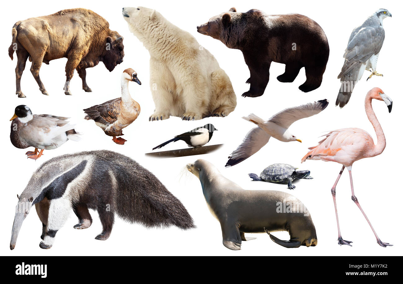 collection of different birds and mammals from north america isolated on  white background Stock Photo - Alamy