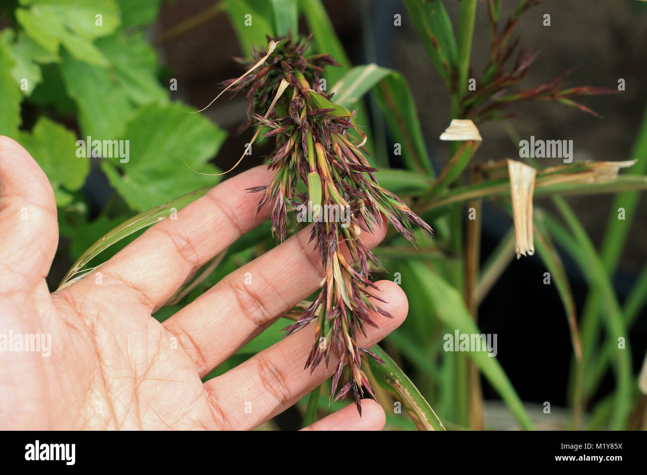 Lemongrass flowers or also known as Cymbopogon Stock Photo Alamy