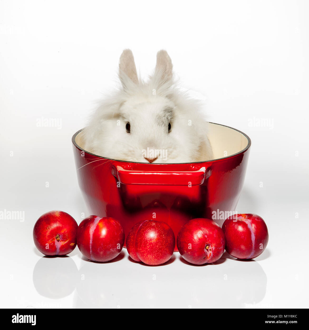 traditional belgian food, rabbit with stewed plumes Stock Photo - Alamy