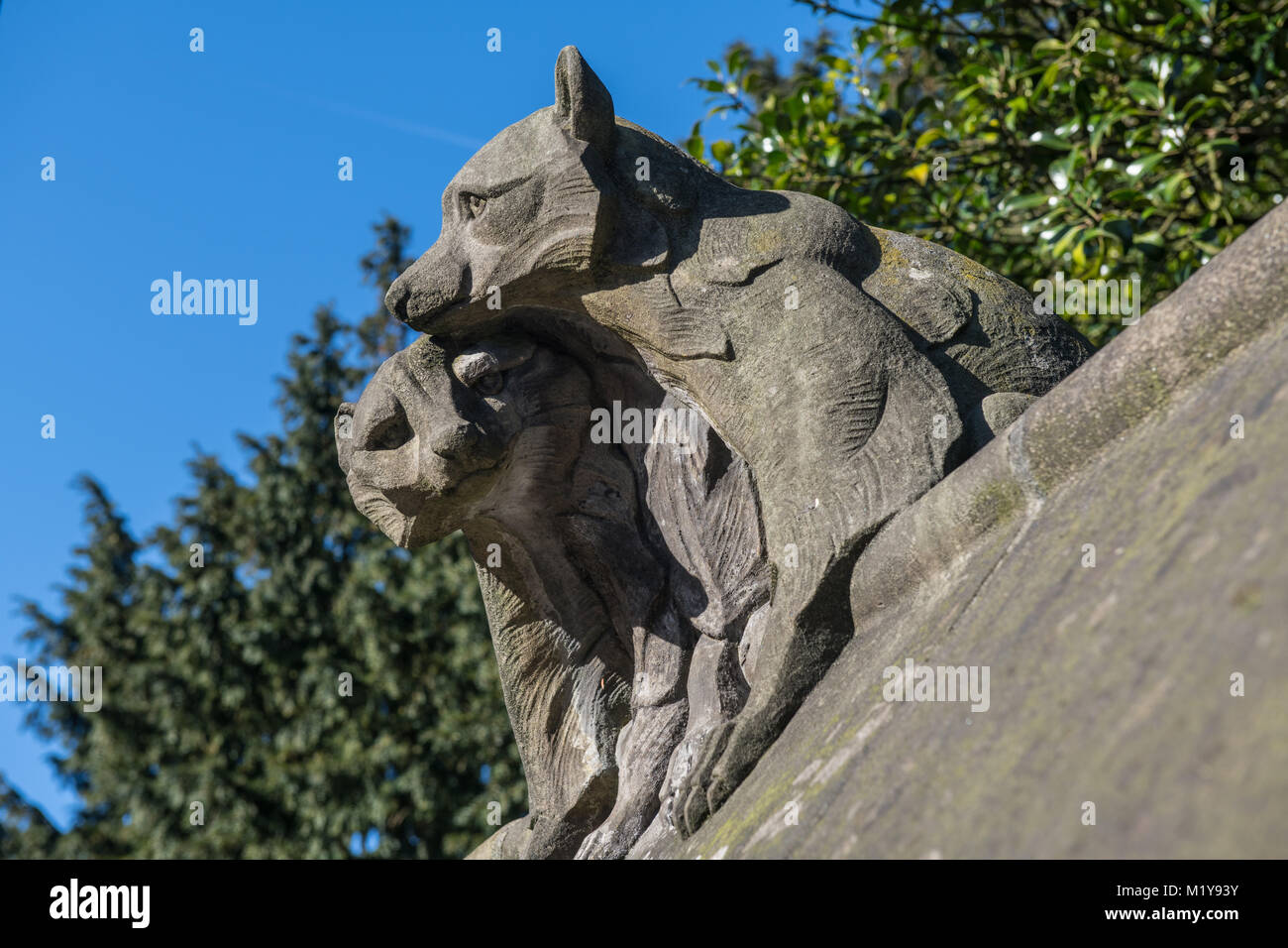 Raccoons on the Cardiff Castle Wall Stock Photo
