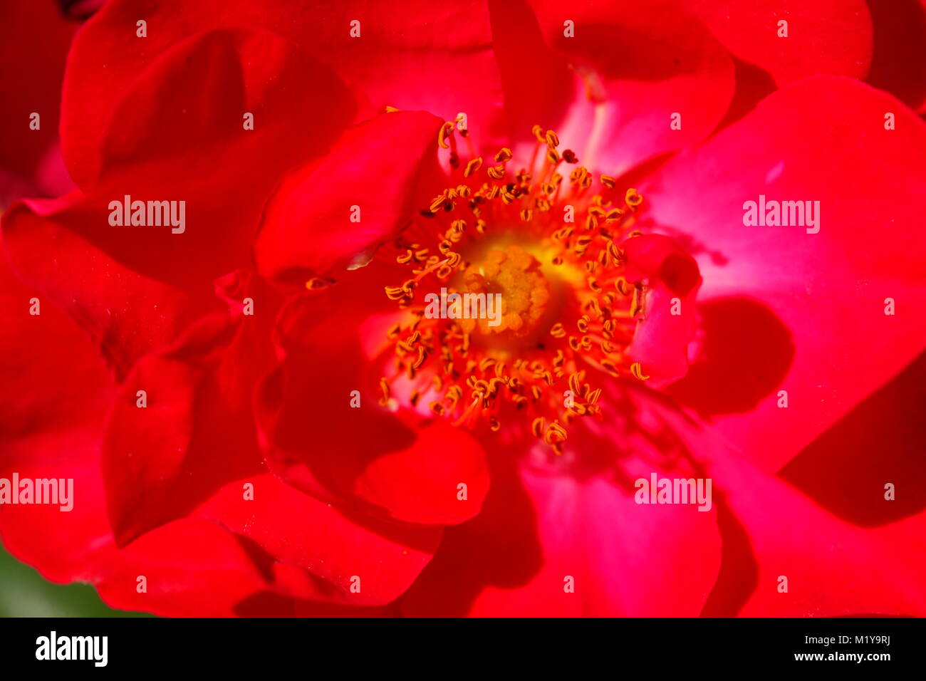 blossoming red colored Roses flower Stock Photo - Alamy