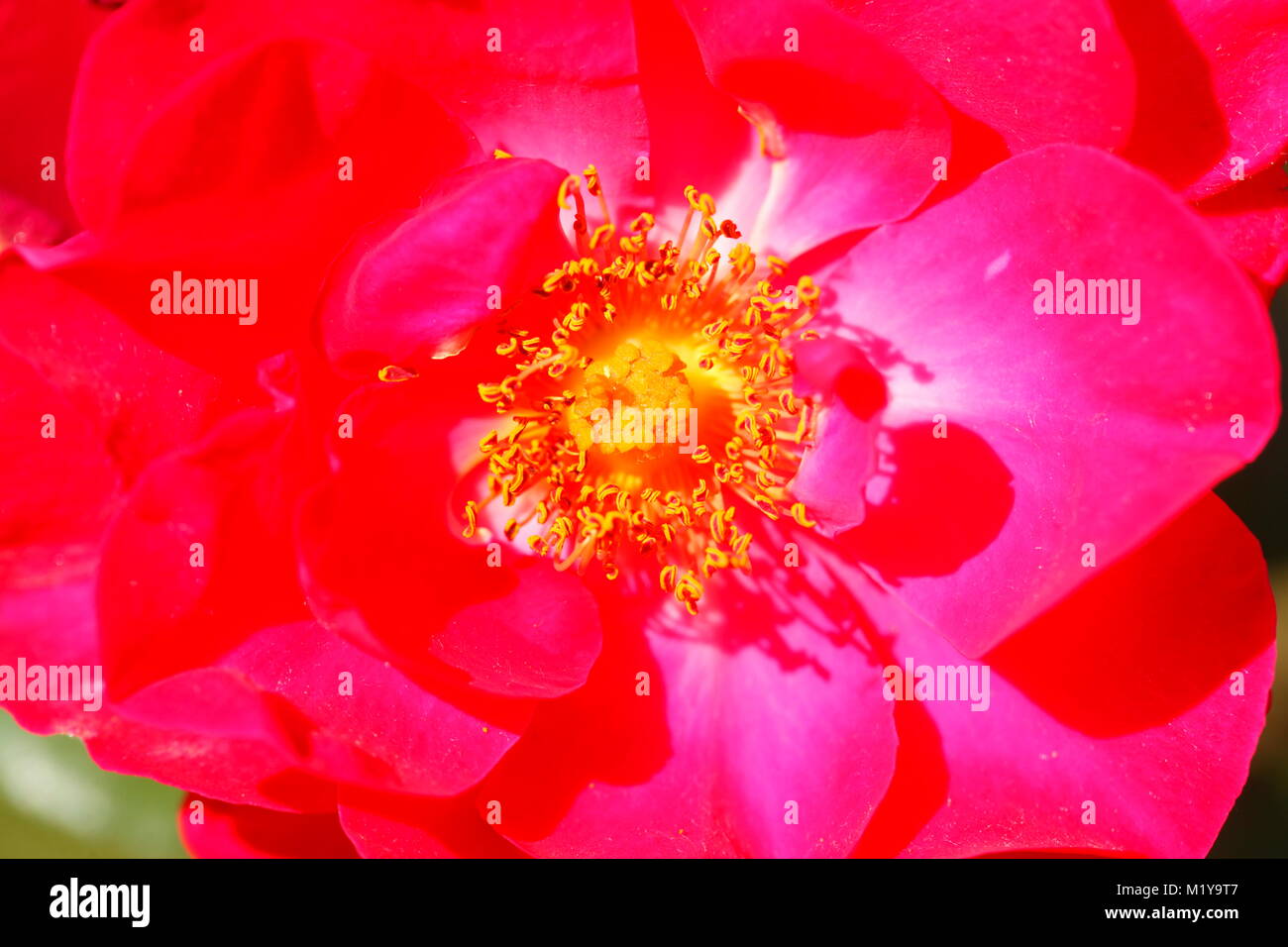 blossoming red colored Roses flower Stock Photo - Alamy