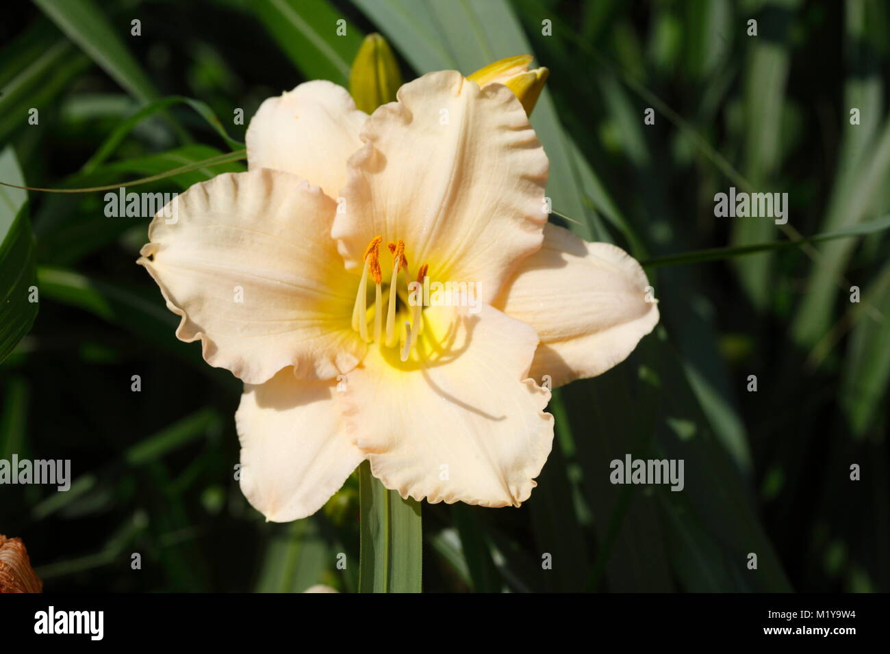 blossoming white colored Lilies flowers Stock Photo