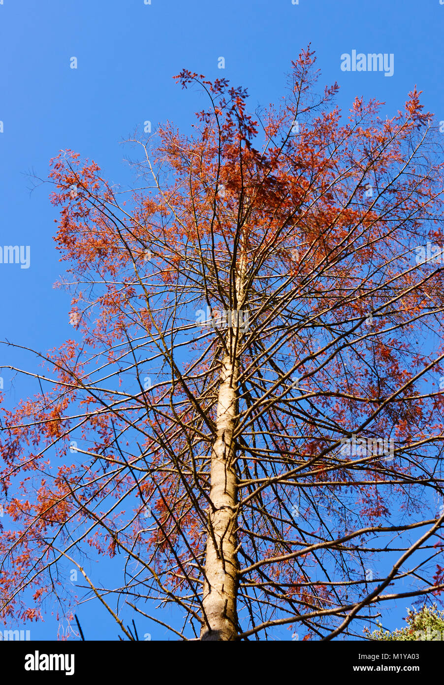 Tree losing its leaves hires stock photography and images Alamy