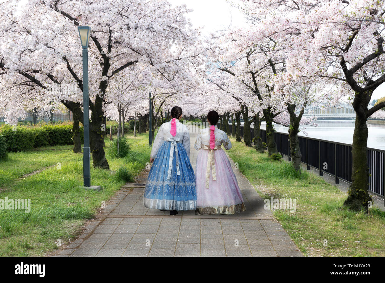 Two Asian woman wearing Korean national dress walking in park and cherry blossom in spring in Seoul, South Korea. Spring season in South Korea. Stock Photo