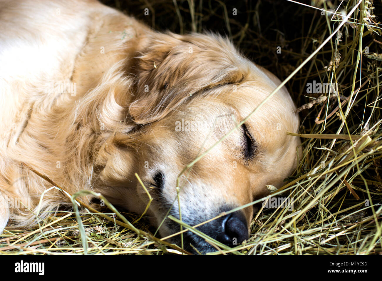 Golden retriever dog sleeping on straw Stock Photo Alamy