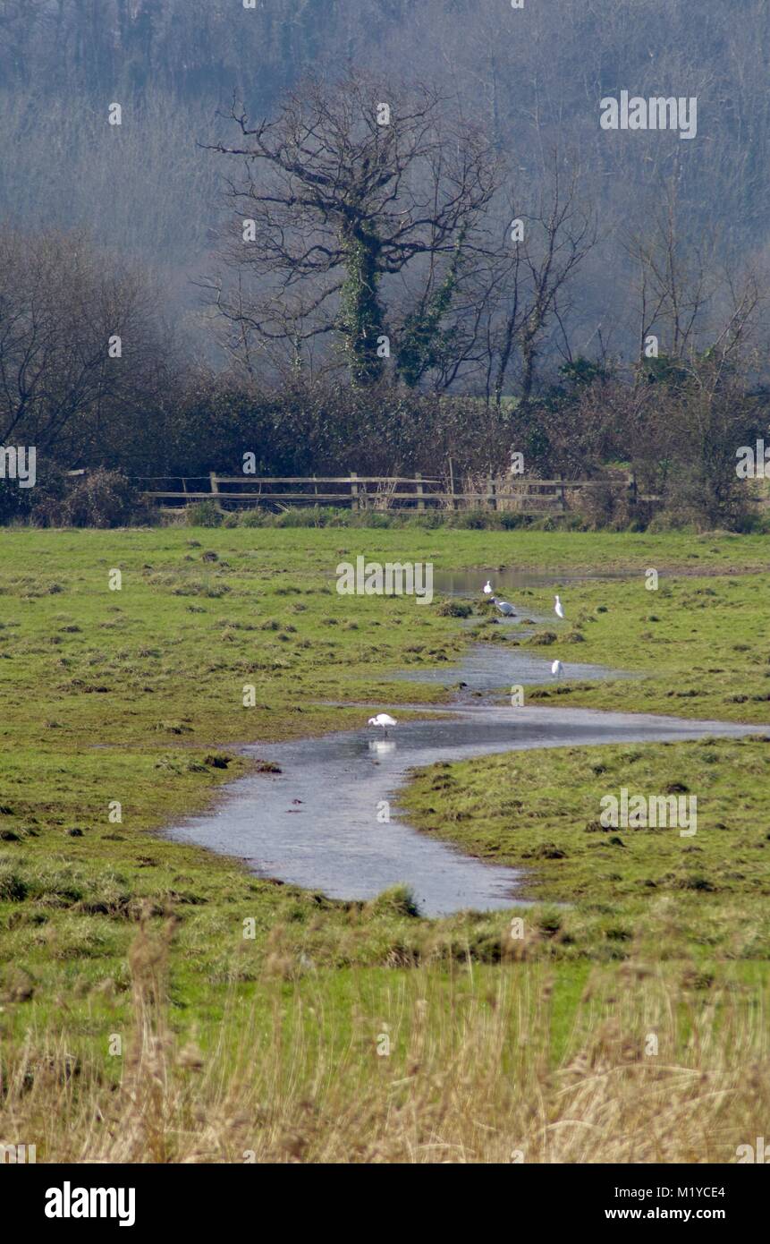 Exeter Rspb Feeding Little Egrets (Egretta garzetta) on the Flooded Meadow of RSPB ...