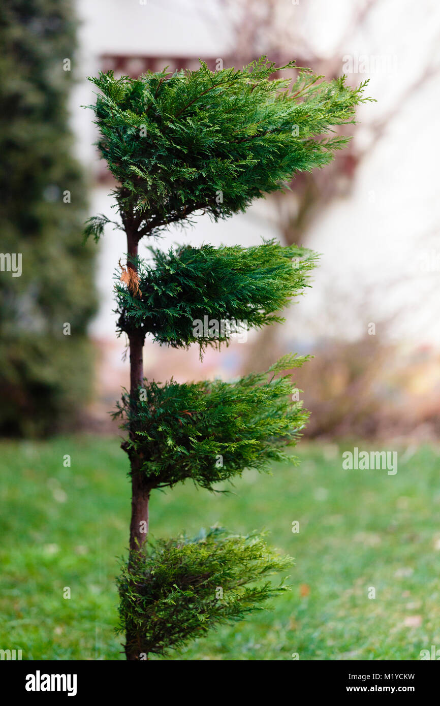 an ornamental green and beautiful tree Stock Photo - Alamy