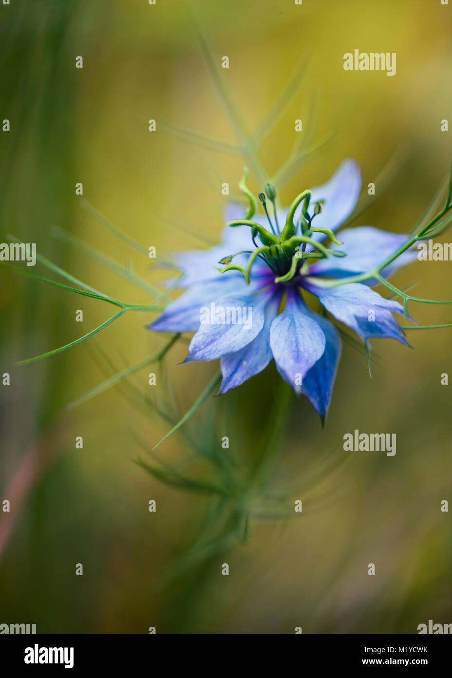 love in a mist blue flower on olive green soft background Stock Photo