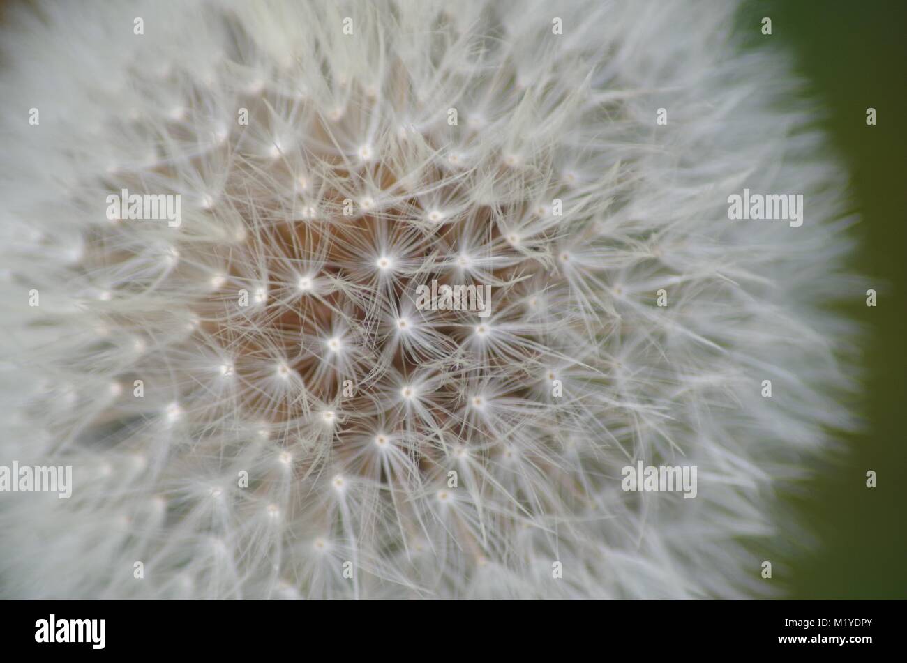 Common Dandelion Seedhead Blow Flower. (Taraxacum officinale) Growing