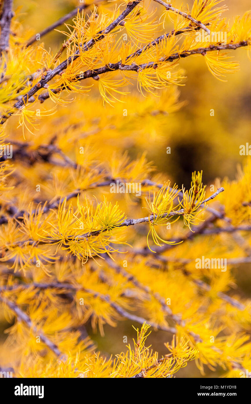 Larch trees turned golden during Autumn in the Canadian Rockies. Although they are conifers, these larch tree pines will lose their needles as Winter  Stock Photo