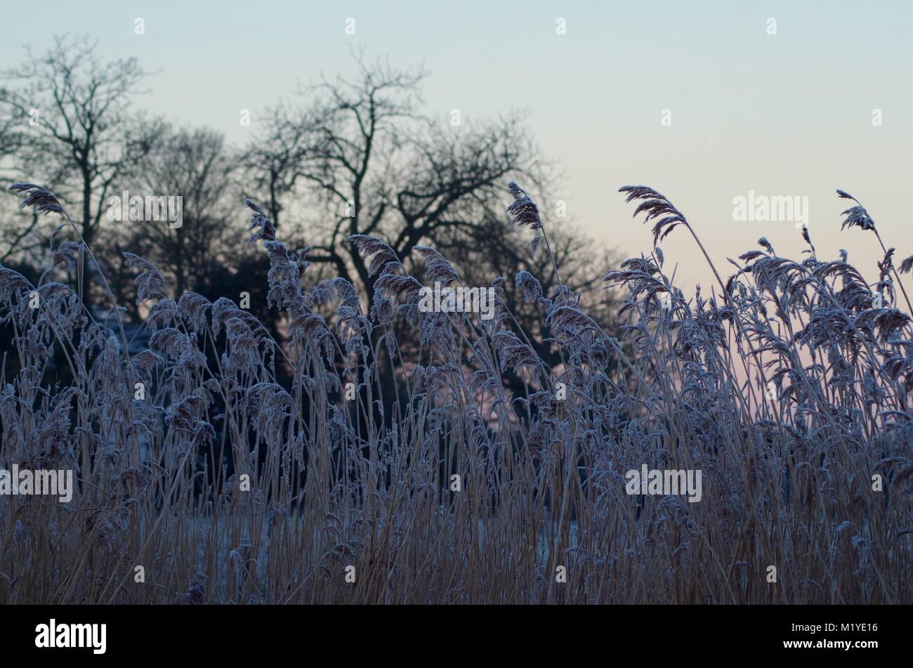 Leafless tree skeletons hi-res stock photography and images - Alamy