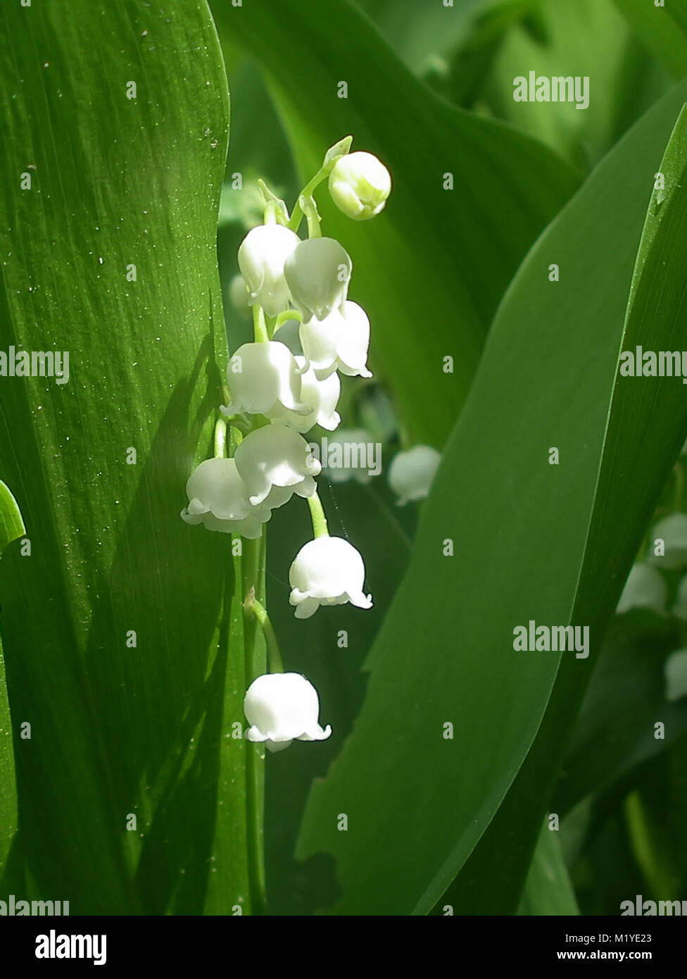 Lilly of the valley garden hi-res stock photography and images - Alamy