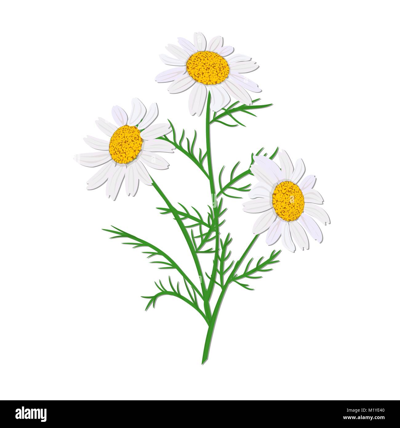Daisy or chamomile. Wildflower isolated with stem. Design for invitation, wedding Stock Vector