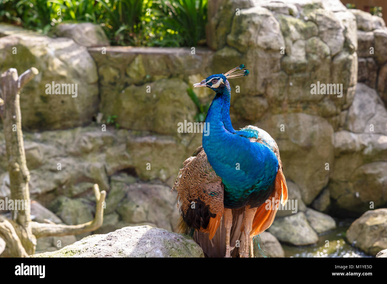 Download this stock image: Indian blue peacock on the background of stones ...