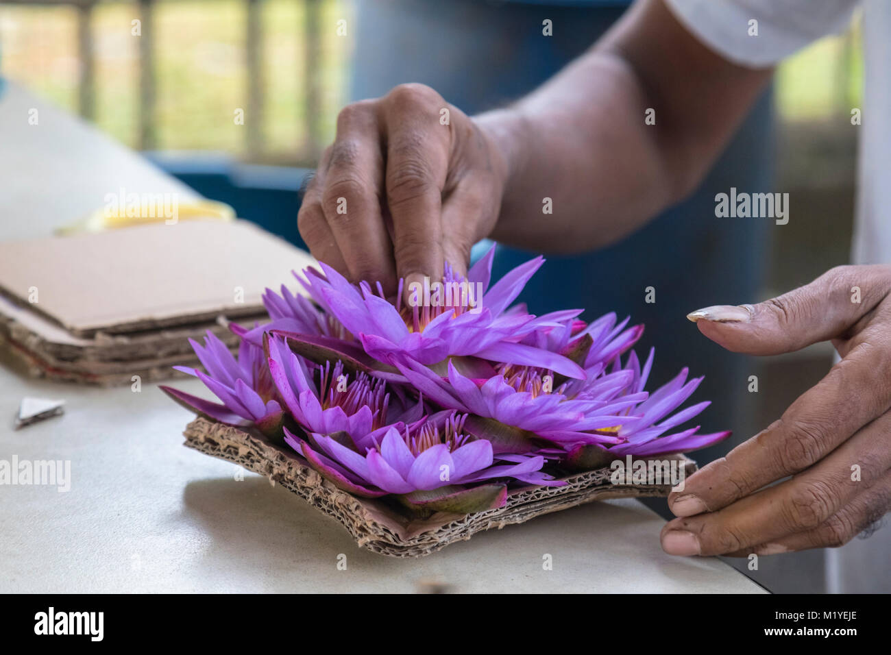 preparing flowers for the Temple of the Tooth, Central Province, Sri Lanka, Asia Stock Photo
