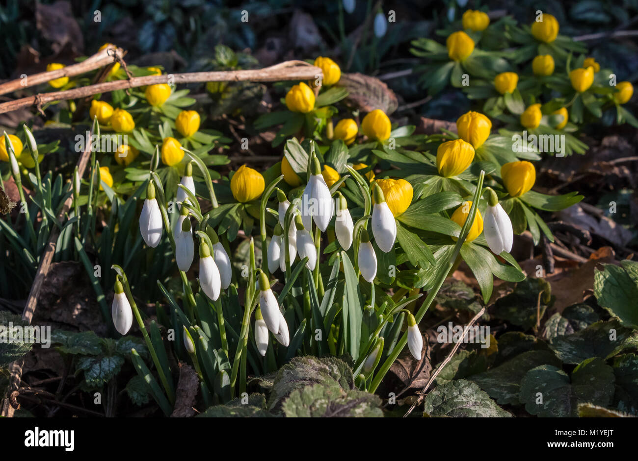 A mixed group of Winter Aconites (Eranthis hyemalis) and Snowdrops (Galanthus) in fine winter sunshine Stock Photo