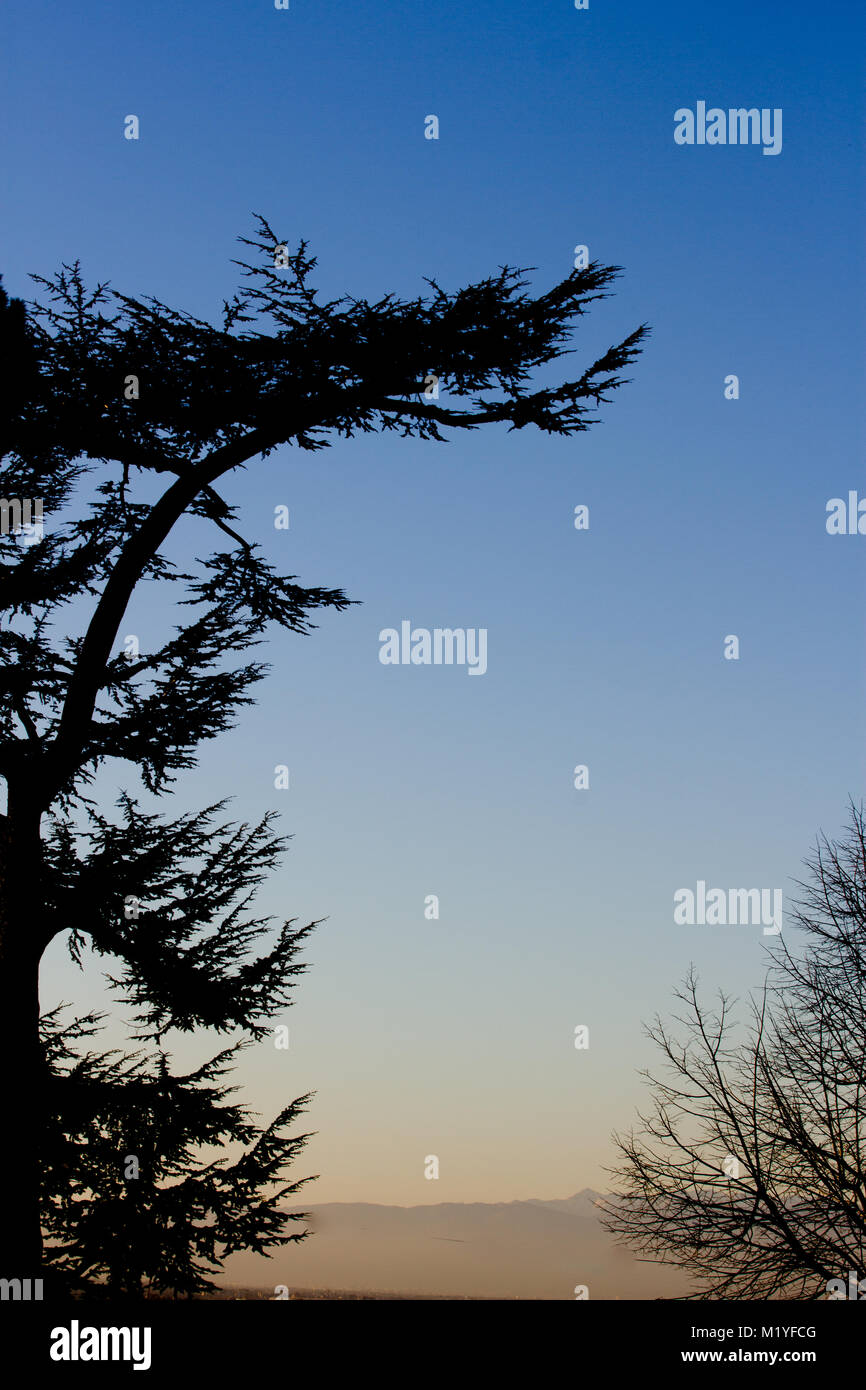 Cedar tree silhouette on night sky background. Sunset Stock Photo