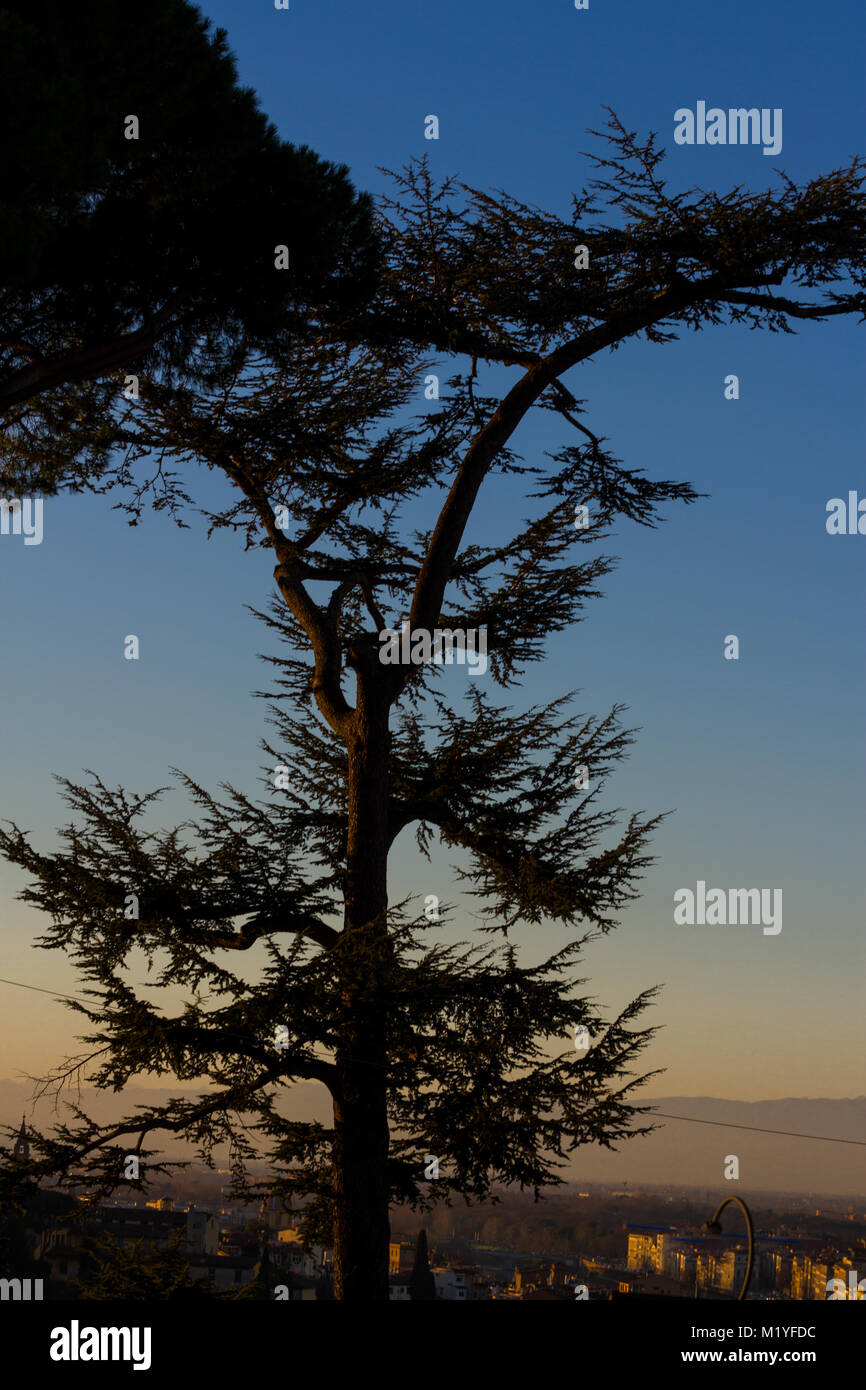 Cedar tree silhouette on night sky background. Sunset Stock Photo