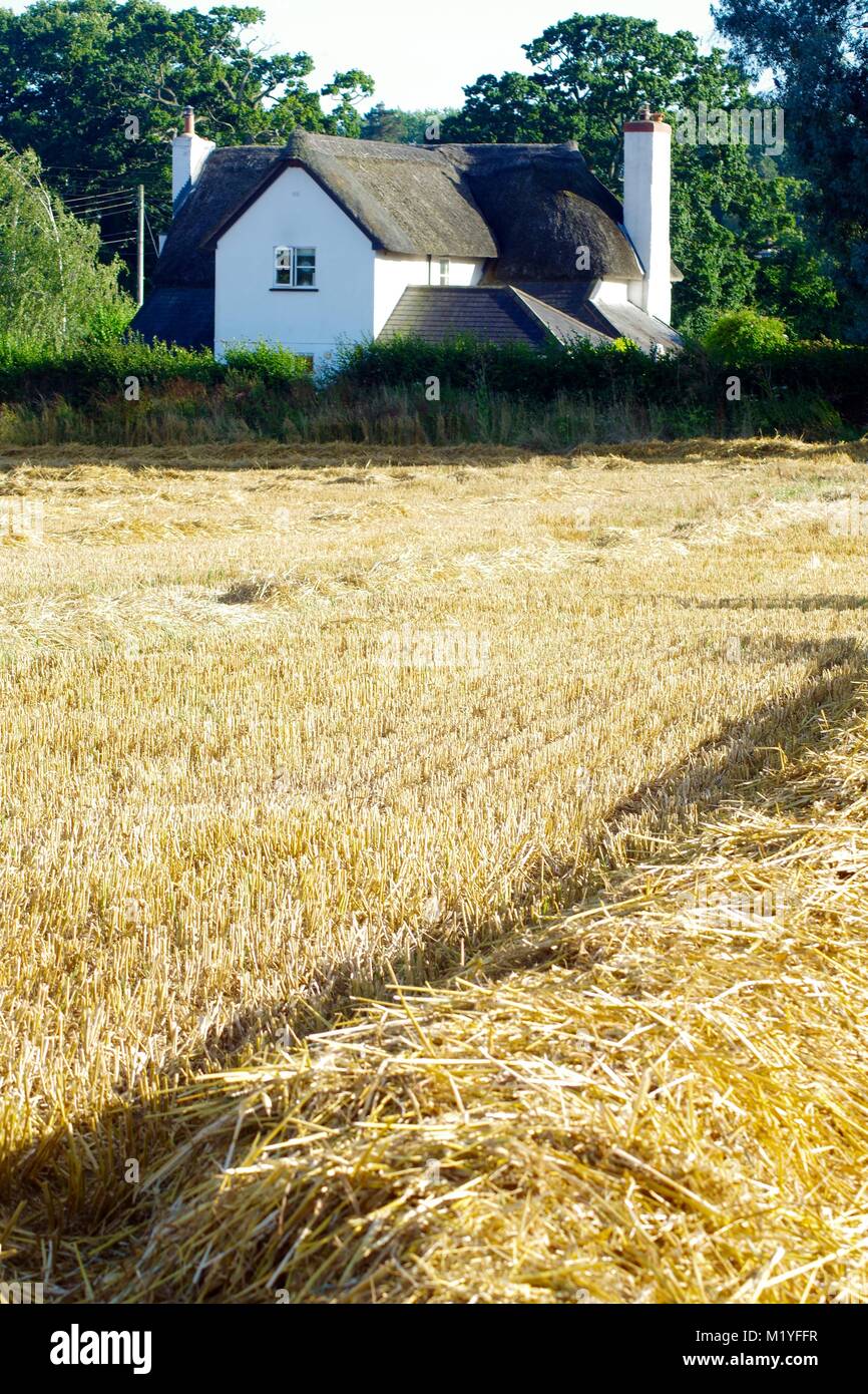 Quaint Thatched Cottage behind a Straw Field at Harvest Time, Late Summer. Poltimor, Exeter, Devon Countryside, UK. August 2016 Stock Photo