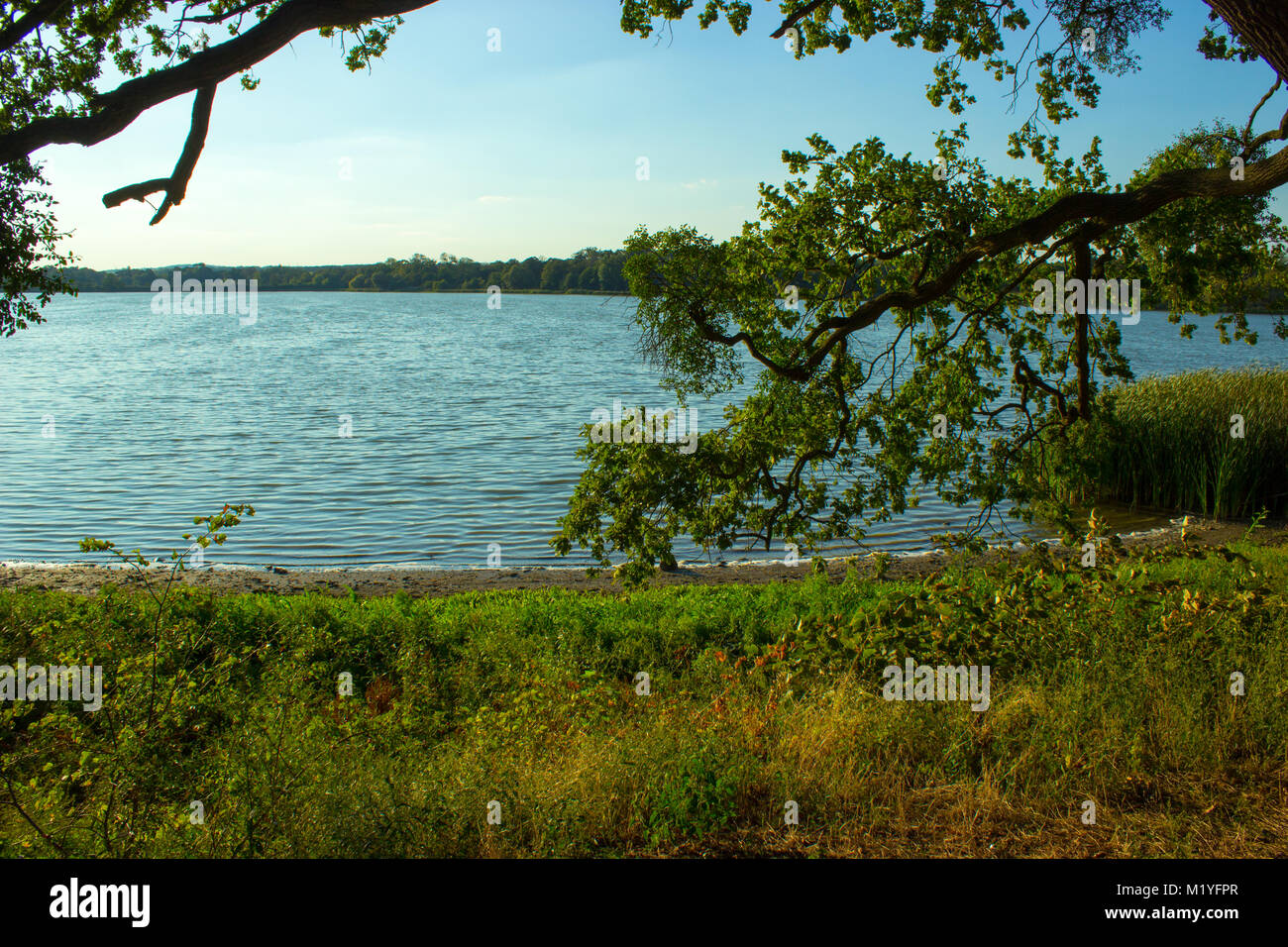 A view of the lake over the trees. On the background is blue sky. Stock Photo