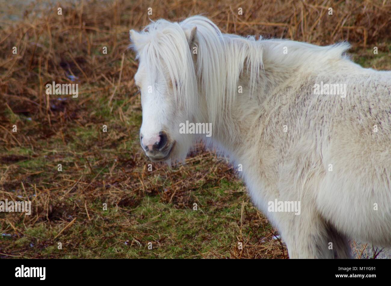 Wild White Dartmoor Pony near Haytor. Dartmoor National Park, Devon, UK