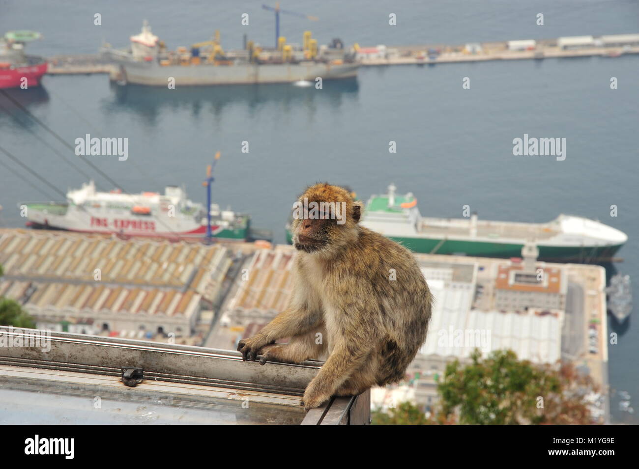 Well balanced ape sitting relaxed on the brink explaing what sovereignty is Stock Photo