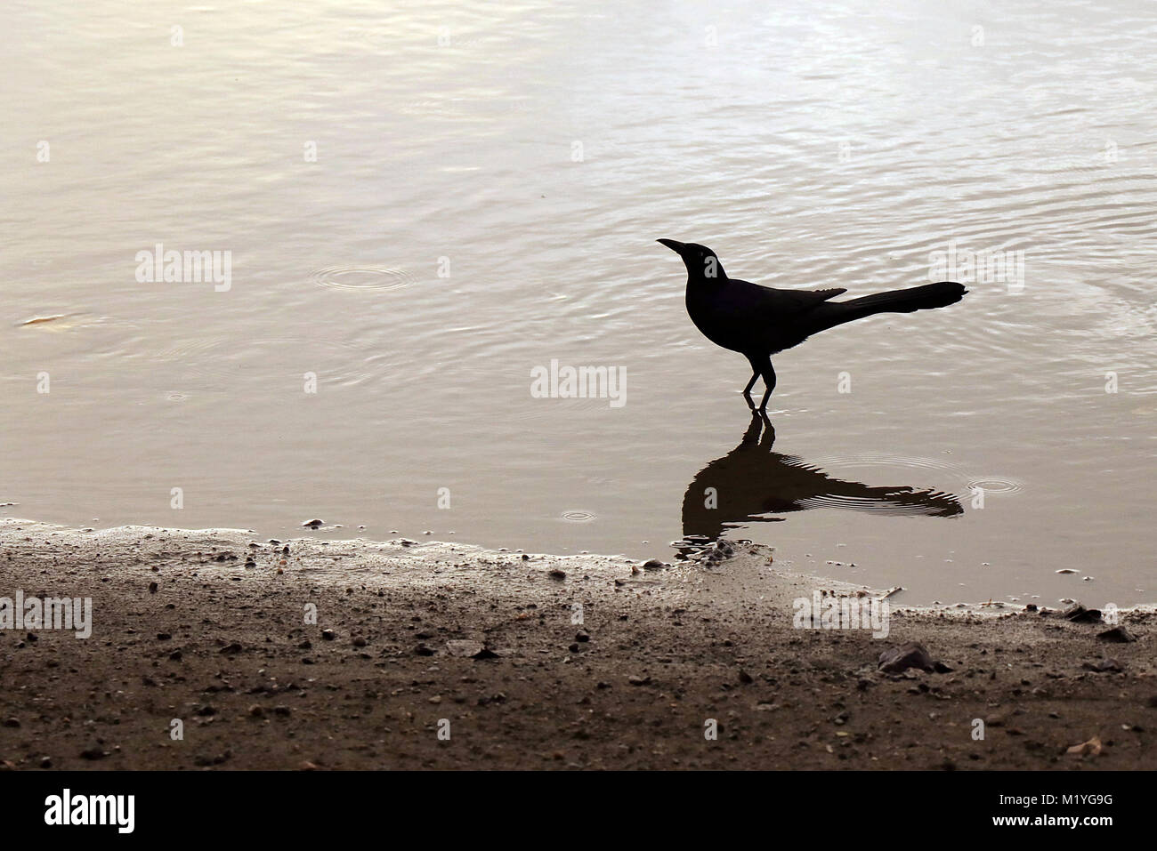 Great Tailed Grackle (Quiscalis mexicanus) wading in water on the Osa Peninsula in Southern Costa Rica. Stock Photo