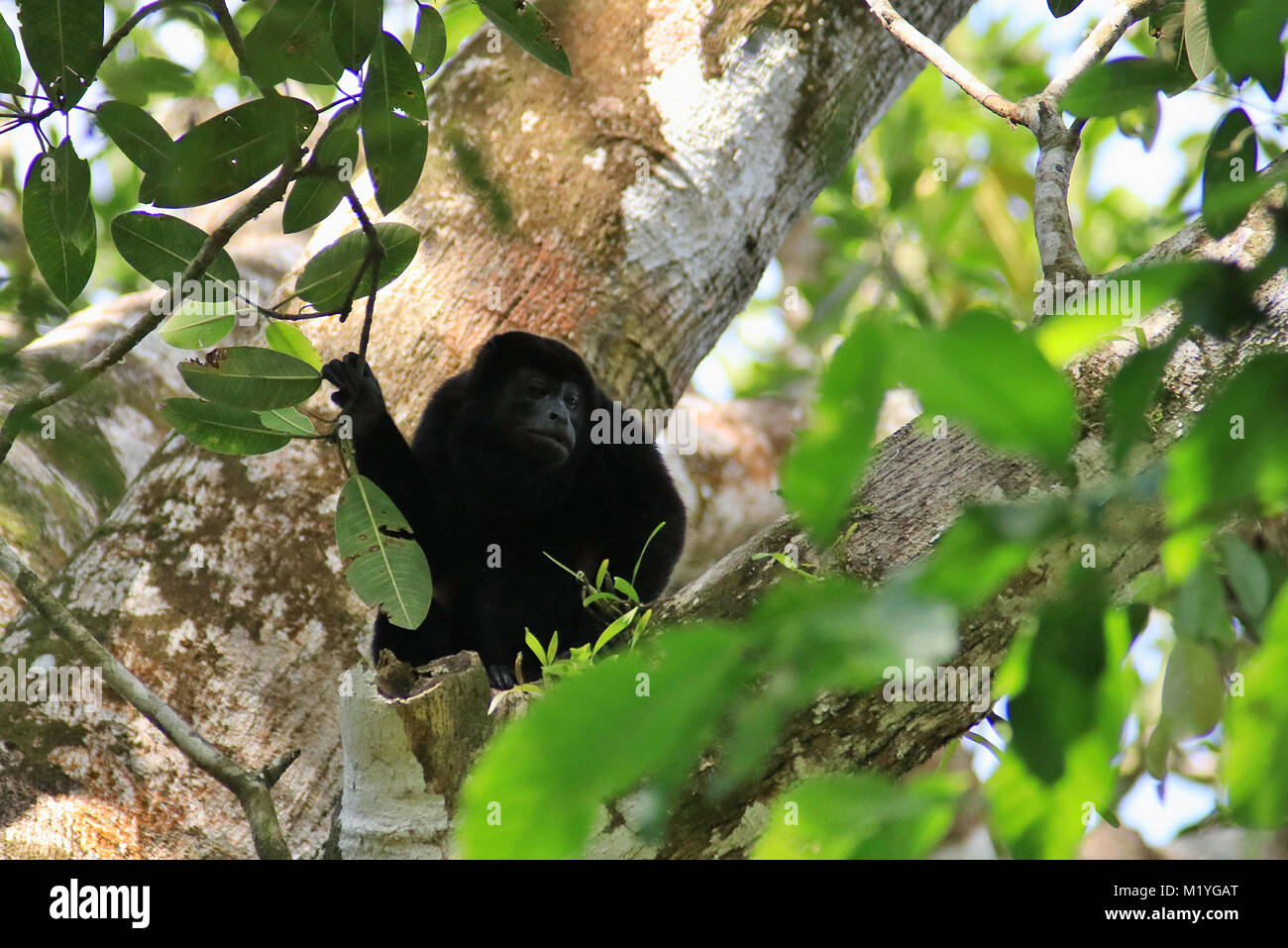 Mantled Howler Monkey (Alouatta palliata) sitting in a tree in the Corcovado National Park Park in Costa Rica Stock Photo