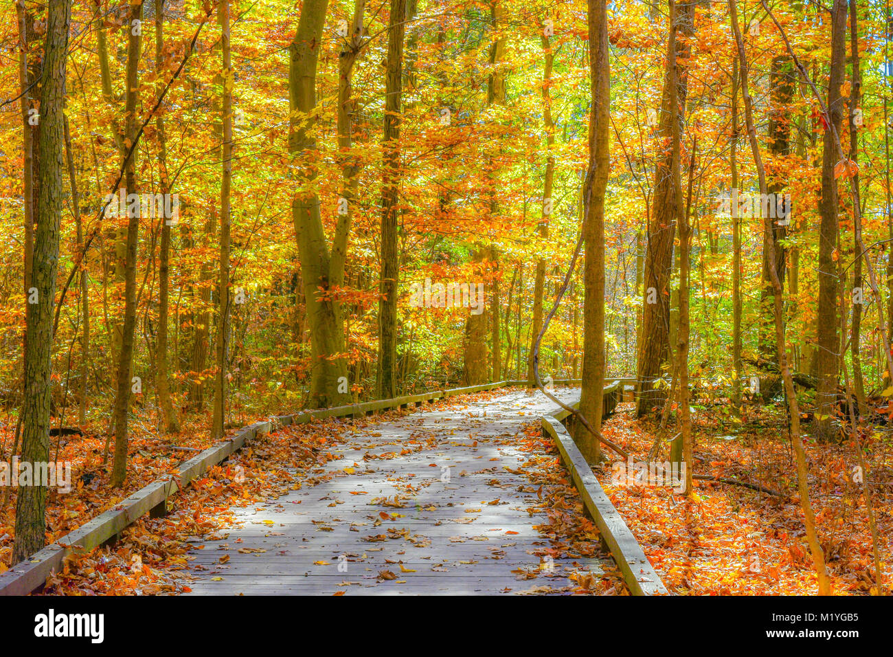 A wooden nature trail passing through the woods at the peak of fall.  Fallen leaves blanket the area as the sun illuminates the trail ahead. Stock Photo