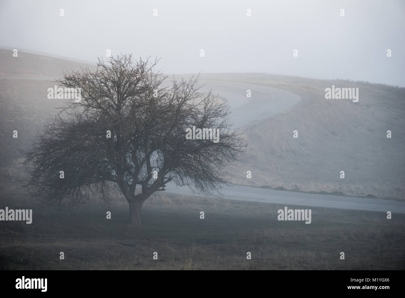 A lonely tree standing out of the fog with a small asphalt road in the ...