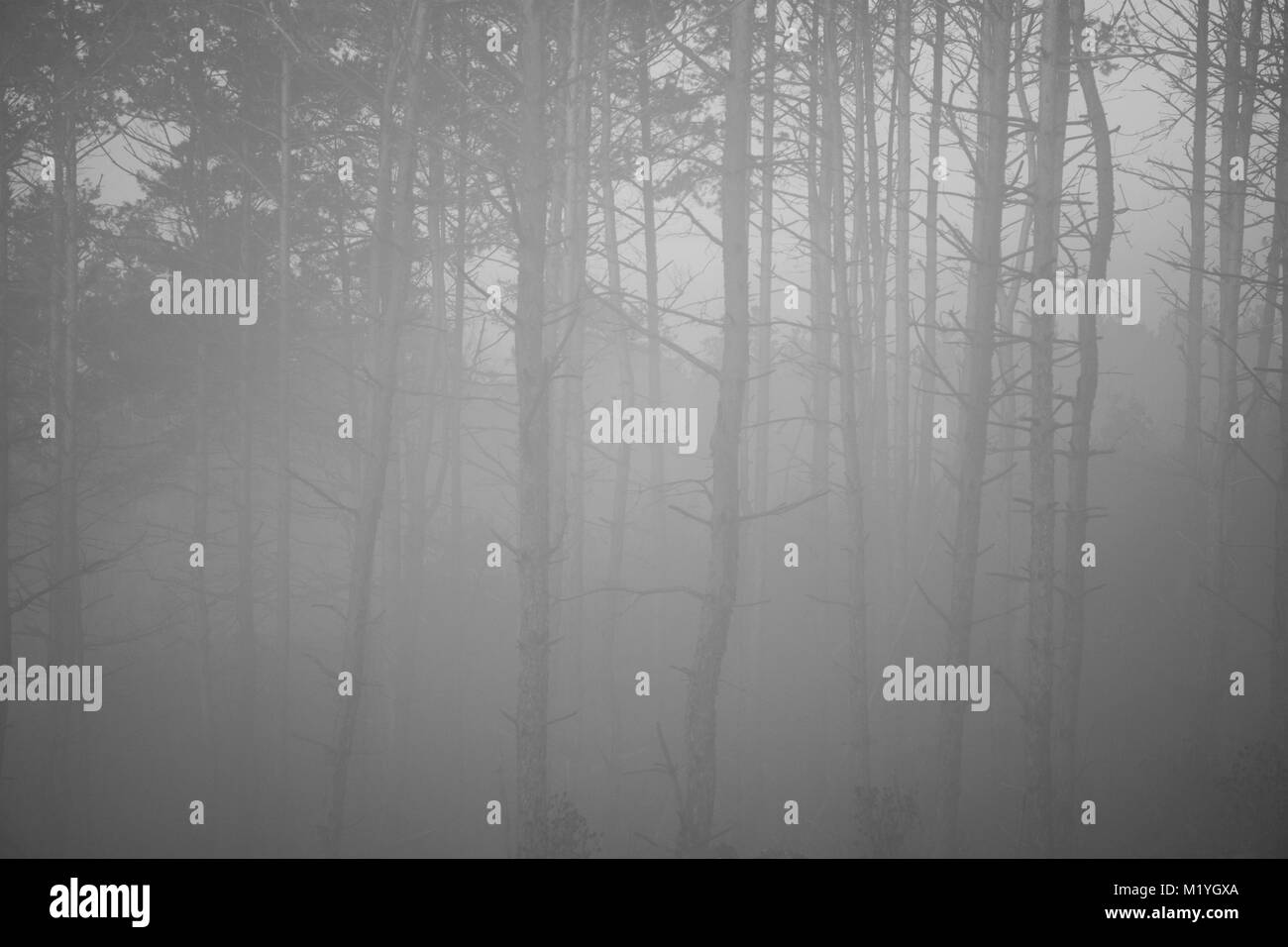 Dead tree trunks just visible through the thick mist on a autumn day Stock Photo