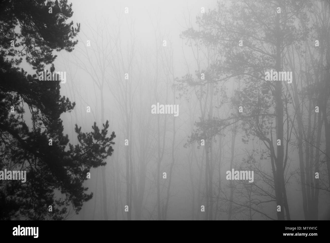 Tree silhouettes seen through thick morning fog Stock Photo