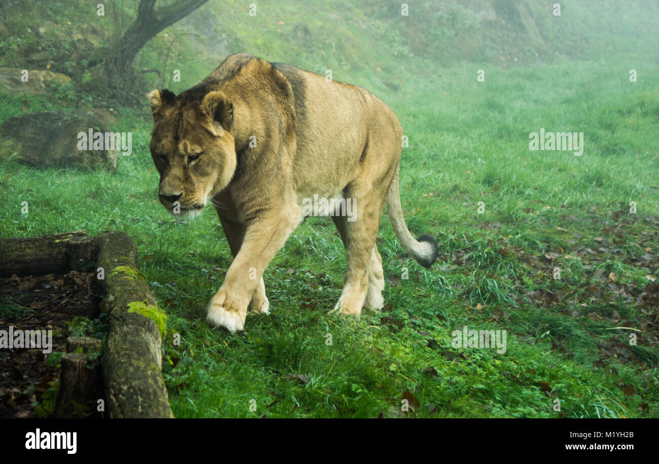Close up of lioness at zoo on a misty morning Stock Photo