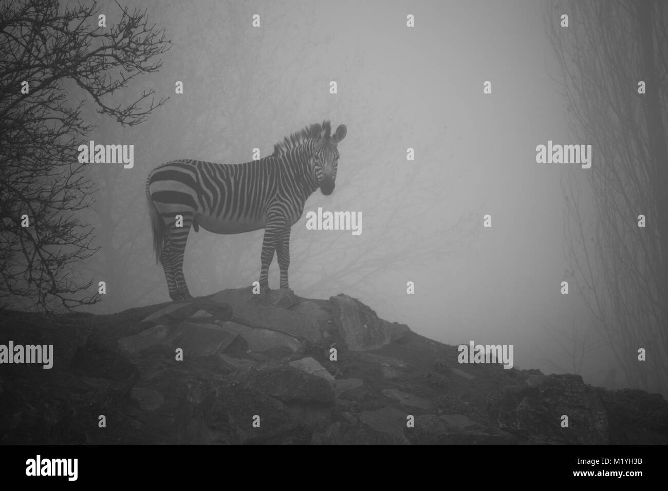 Hartmann mountain zebra standing on some rocks on a cold, foggy and gloomy November morning at the zoo Stock Photo