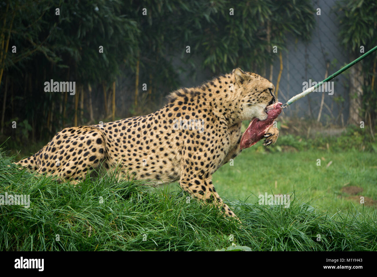 Cheetah grabbing a large piece of meat during feeding time at the Herberstein zoo in Austria Stock Photo