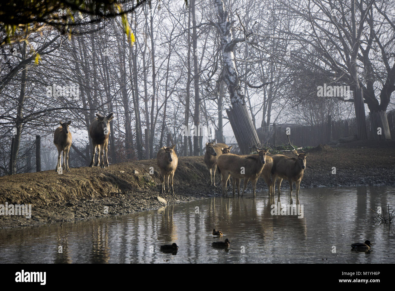 Milu deers at the watering hole inside the zoo. The species is extinct in the wild Stock Photo